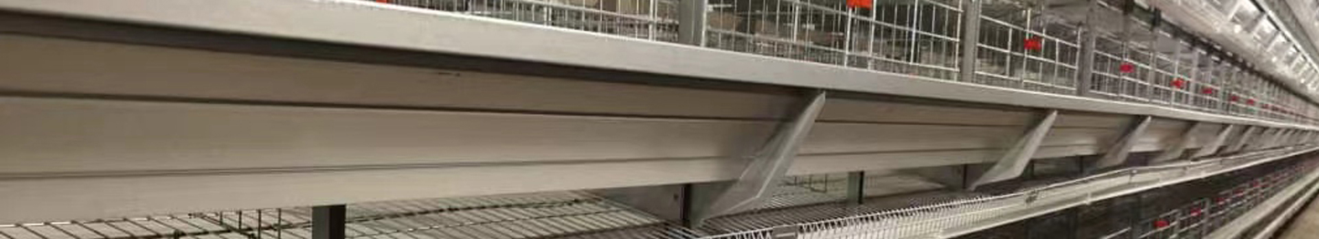 Equipamento para Avicultura - Soluções para Galinheiros