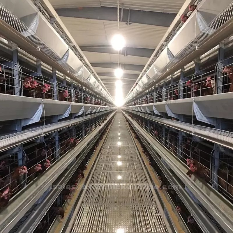 Do you know these H-type poultry cages for layers are characterized by their multi-tier design