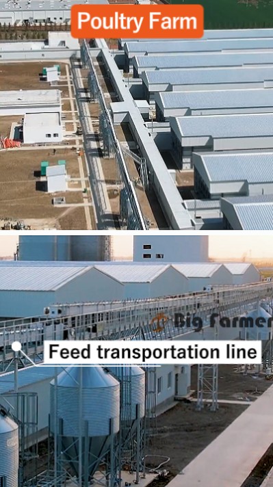 Layer battery cage system (5)