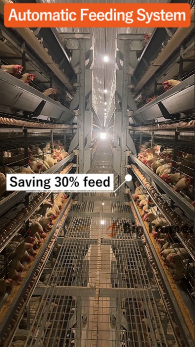 Layer battery cage system (8)