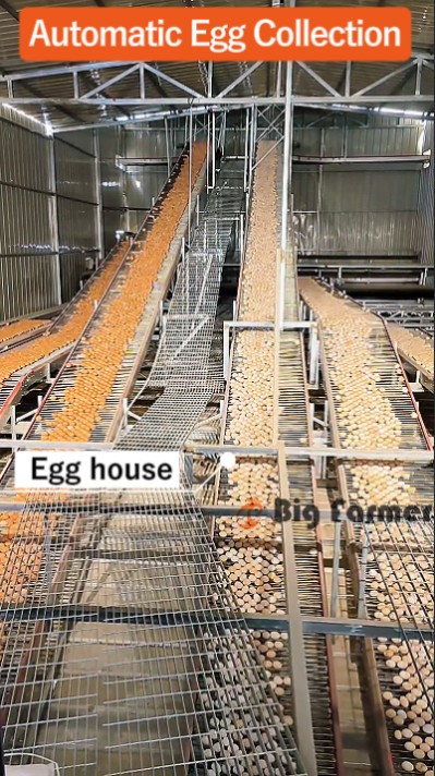 Layer battery cage system (10)
