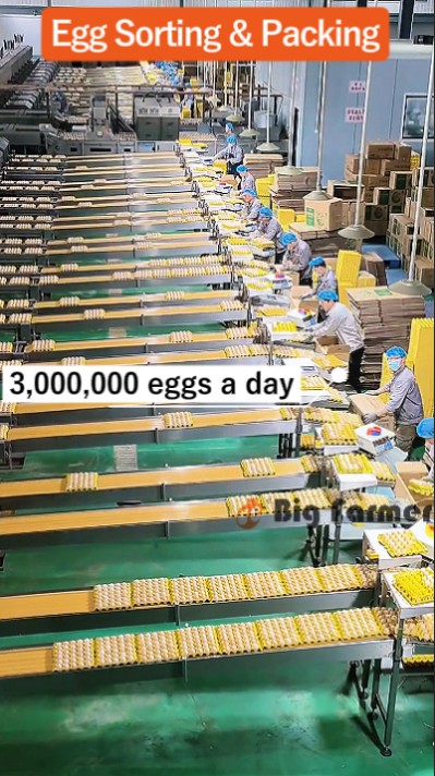 Layer battery cage system (11)