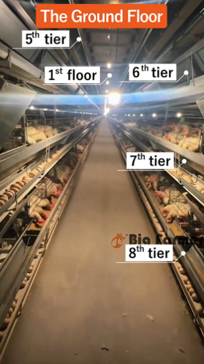 Layer battery cage system (14)