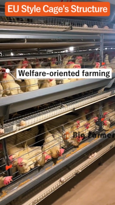 Layer battery cage system (15)