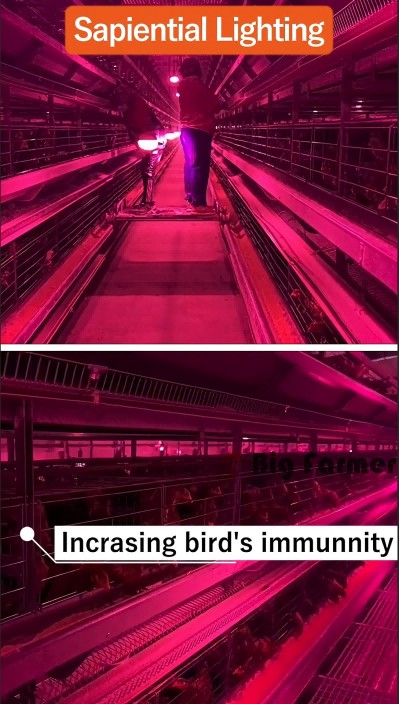 Layer battery cage system (19)