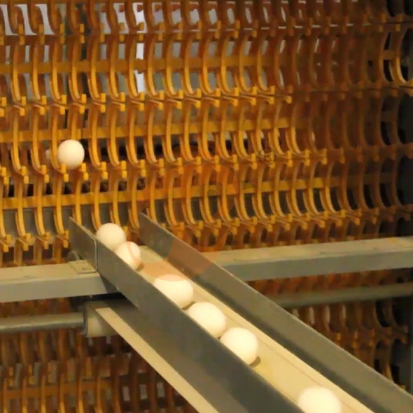 battery cage system for layer (5)