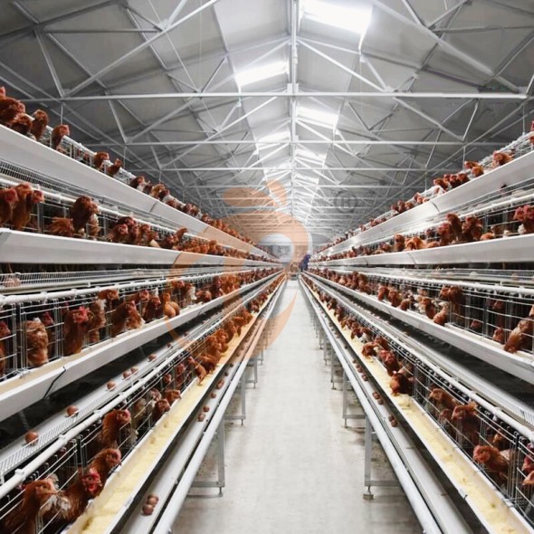 battery cage system for layer (15)