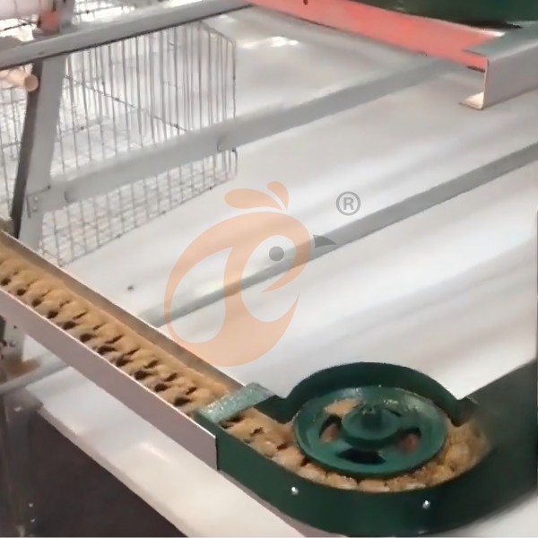 battery cage system for layer (1)