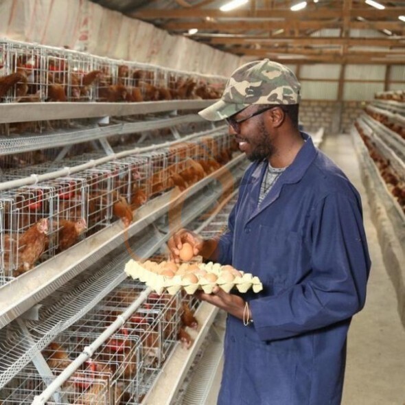 battery cage system for layer (5)