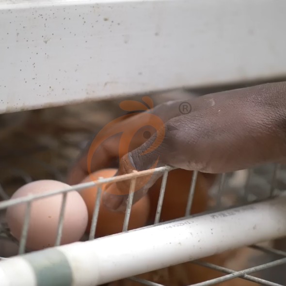 battery cage system for layer (7)