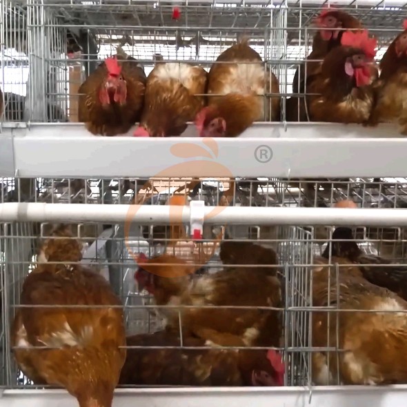 battery cage system for layer (9)