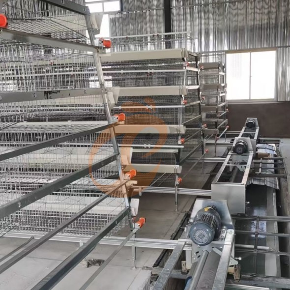 battery cage system for layer (11)