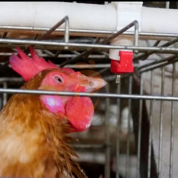 battery cage system for layer (12)