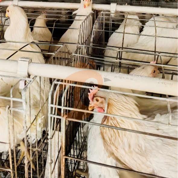 battery cage system for layer (24)