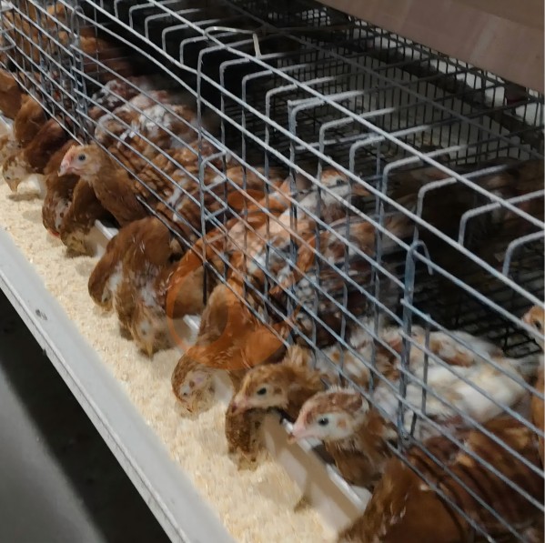 battery cage system for layer (24)