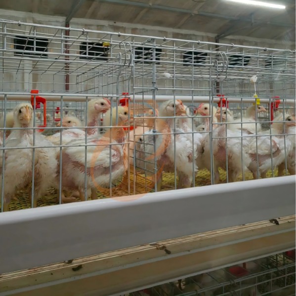 battery cage system for broiler (8)