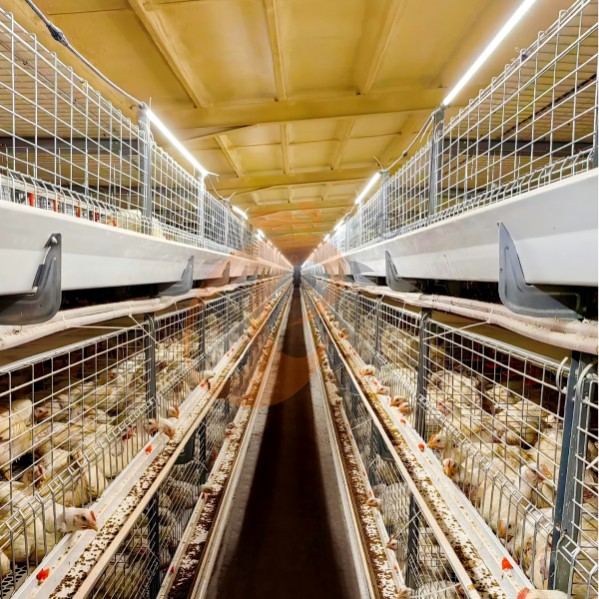 battery cage system for broiler (18)