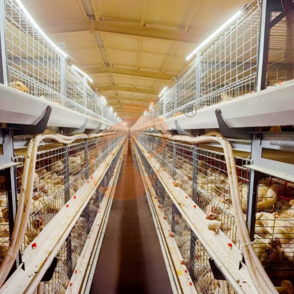 battery cage system for broiler (20)