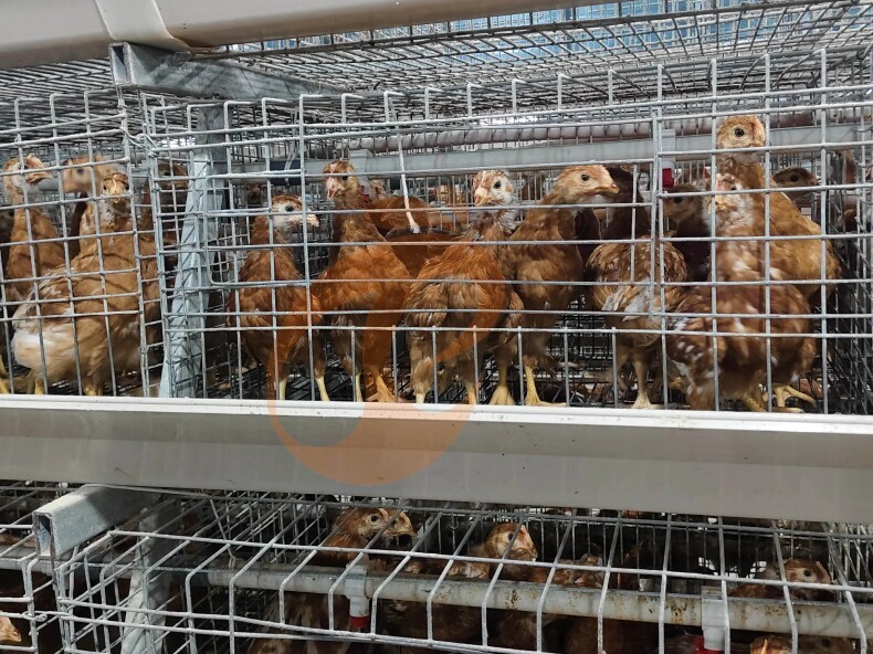 Ручная уборка бройлеров, полуавтоматическая клеточная система для бройлеров A-образной рамы