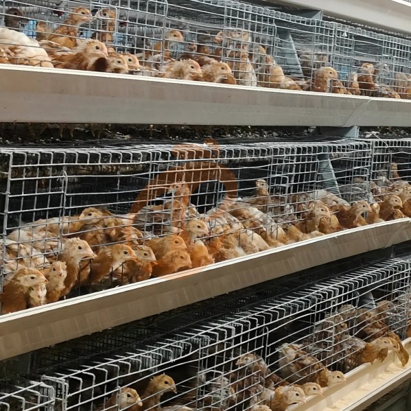 battery cage system for broiler (25)