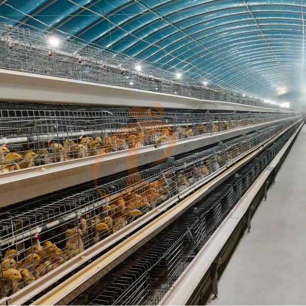 battery cage system for broiler (35)