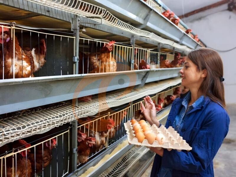 7 основных ежедневных проверок при эксплуатации клеток для кур-несушек