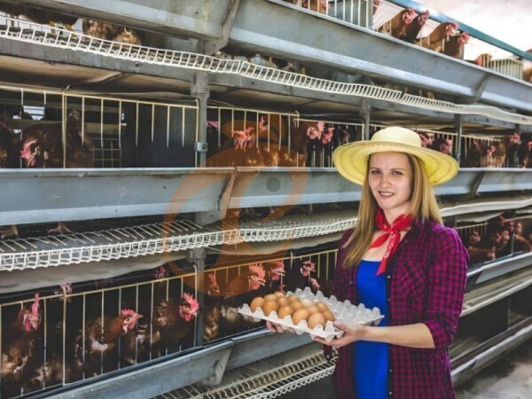 Эталонные цены на батарейные клетки для птицеферм среднего размера в 2026 году