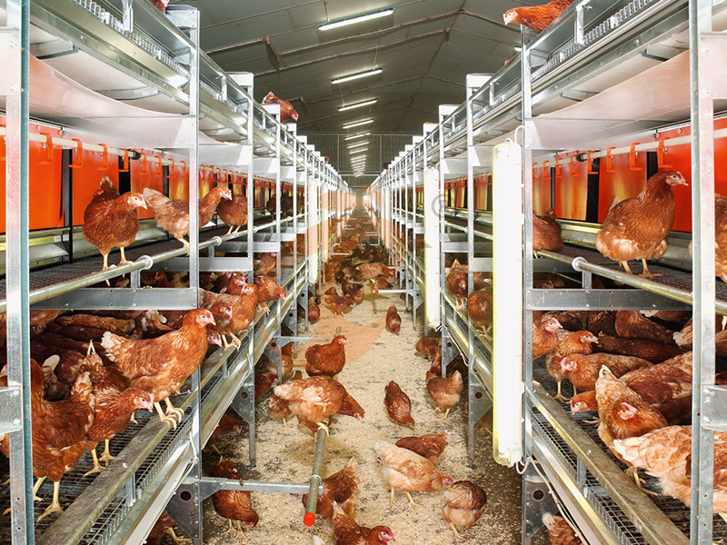Автоматическое оборудование для птицеводства по сравнению с ручным | Что экономит больше труда?