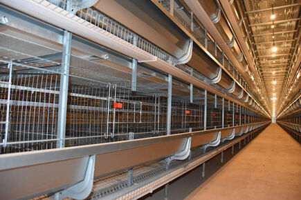 Luoto finished 1,800 units of layer battery cage f