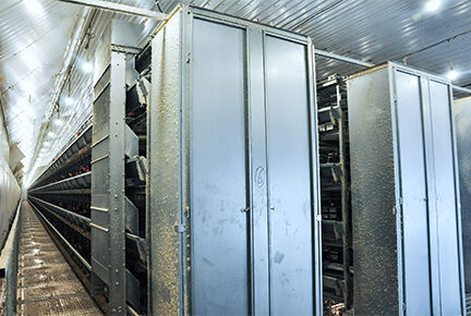 Luoto finished 100,000 layer birds poultry farm wi
