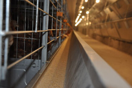 Luoto finished 200,000 birds capacity battery cage