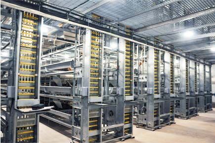 Luoto finished breeder project of raising 105,000 