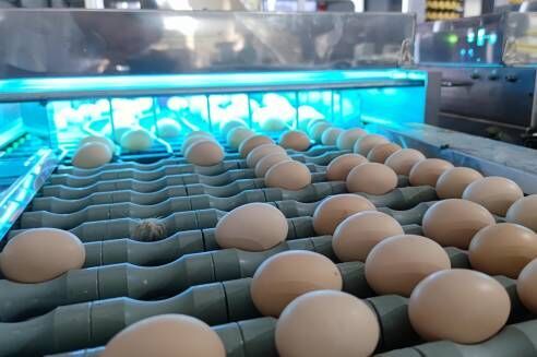 Luoto finished egg grading project of 100,000 laye Luoto finished egg grading project of 100,000 laye