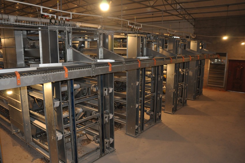 Luoto finished layer project of 34,000 birds with Luoto finished layer project of 34,000 birds with