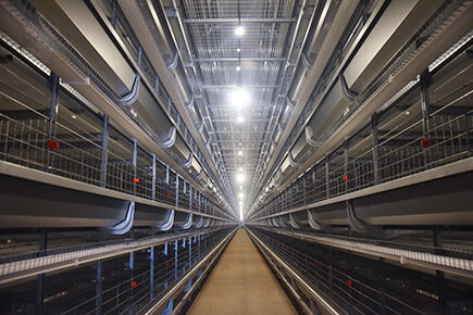 Luoto finished layer project of 49,280 laying hens