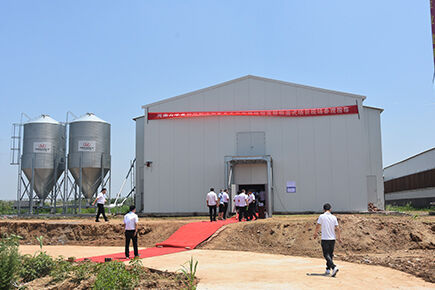 Luoto finished layer project of automatic chicken 