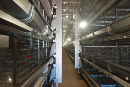 Luoto finished layer project of automatic chicken 