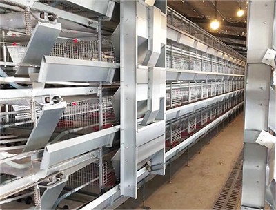 The development history and basic structure of chi