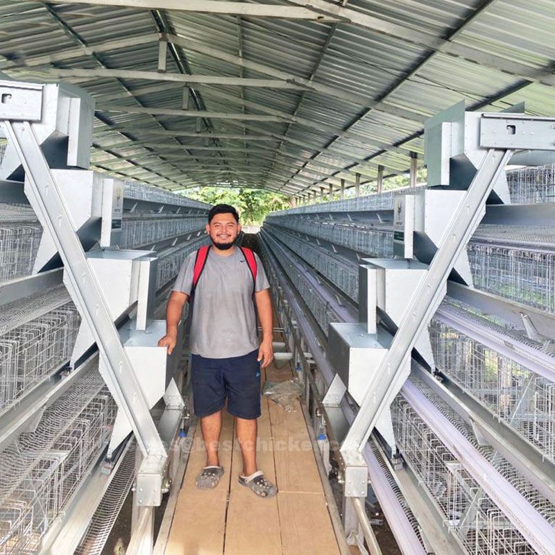 New style of chicken cage often includes feeding watering and waste management systems simplifying poultry management