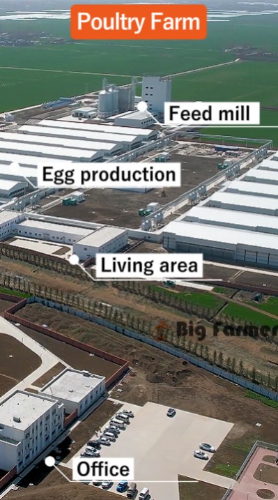 Layer battery cage system (3)