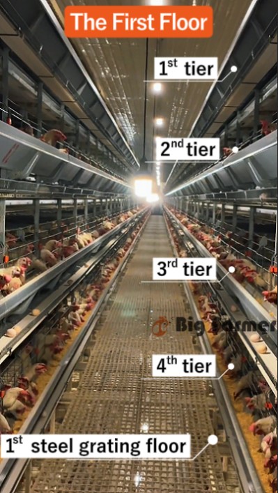 Layer battery cage system (7)