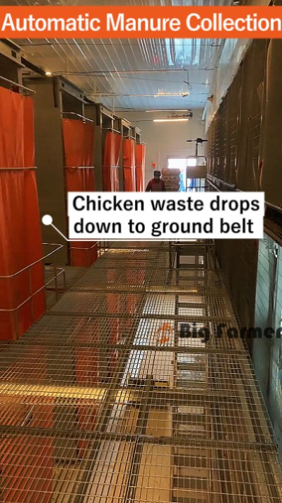 Layer battery cage system (12)