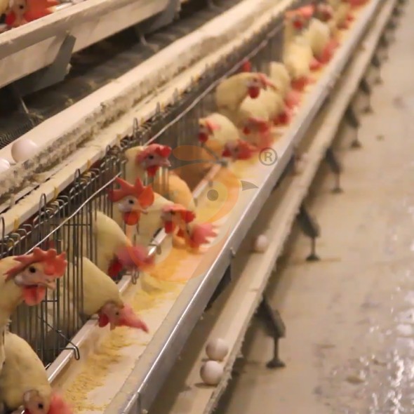 battery cage system for layer (4)