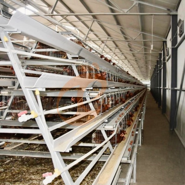 battery cage system for layer (17)