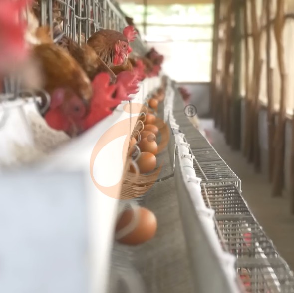 battery cage system for layer (14)