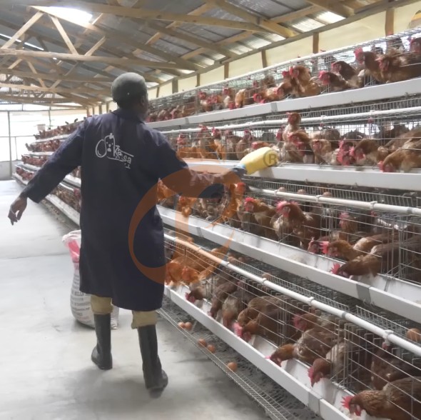 battery cage system for layer (16)