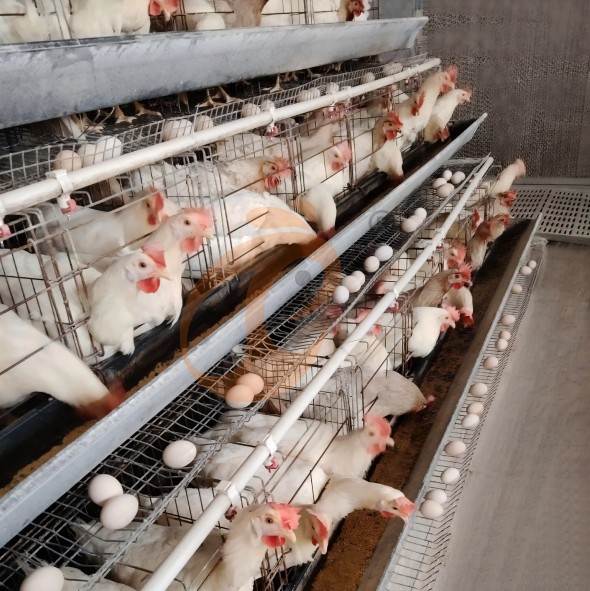 battery cage system for layer (28)