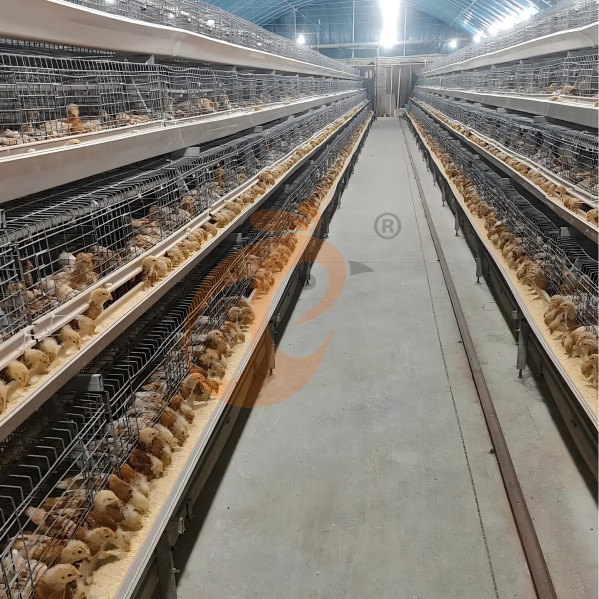 battery cage system for layer (17)