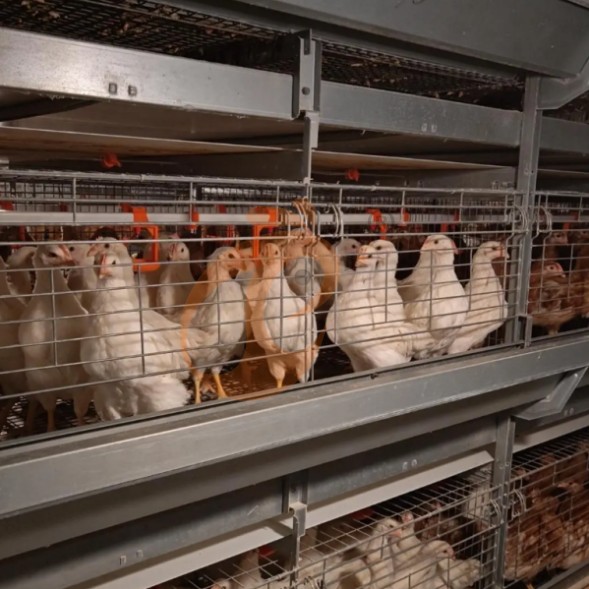 battery cage system for brooder (6)