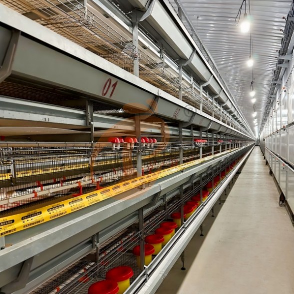 battery cage system for brooder (8)